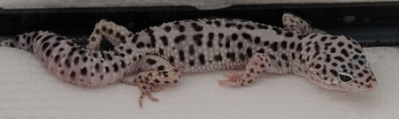 Enlarge photo 4