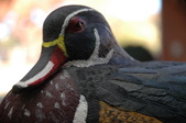 Enlarge photo 43