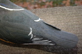 Enlarge photo 45
