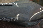 Enlarge photo 47