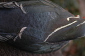 Enlarge photo 48