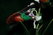 Enlarge photo 51
