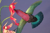 Enlarge photo 40