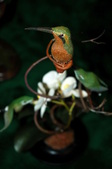 Enlarge photo 43