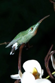 Enlarge photo 45