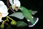 Hummingbirds 2004