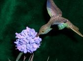 Enlarge photo 27