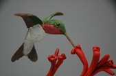 Other hummingbirds