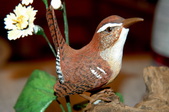 Song Birds