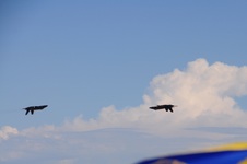 Enlarge photo 52
