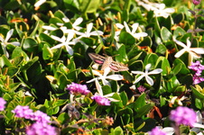 Enlarge photo 31