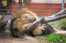 Enlarge photo 57