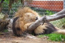Enlarge photo 58