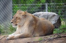 Enlarge photo 65