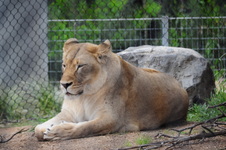 Enlarge photo 67