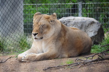 Enlarge photo 68