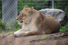 Enlarge photo 69