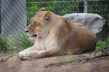 Enlarge photo 71
