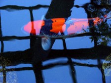 Enlarge photo 34