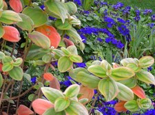 Enlarge photo 35