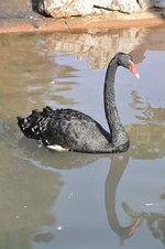 Enlarge photo 37