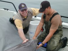 Marine Mammals
