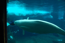 Enlarge photo 45