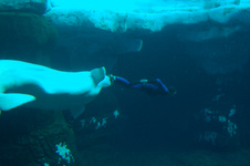 Enlarge photo 46