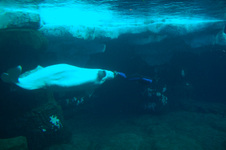 Enlarge photo 48