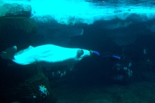 Enlarge photo 49