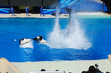 Enlarge photo 56