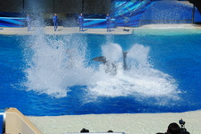 Enlarge photo 61