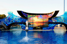 Enlarge photo 81