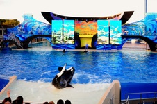 Enlarge photo 97