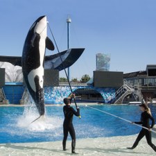 Orcas