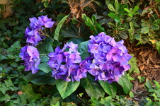 Enlarge photo 25