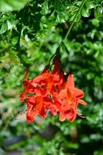 Enlarge photo 31