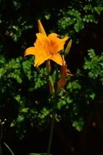 Enlarge photo 36
