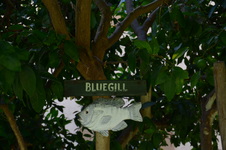 Enlarge photo 56
