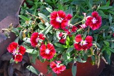 Enlarge photo 72