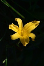 Enlarge photo 77