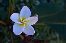 Enlarge photo 78