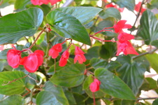 Enlarge photo 85
