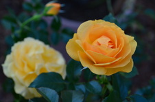Enlarge photo 93