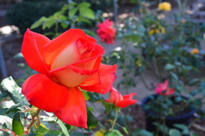 Enlarge photo 94
