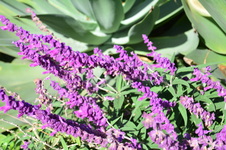 Enlarge photo 107