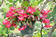 Enlarge photo 112