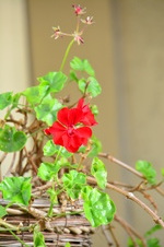 Enlarge photo 115