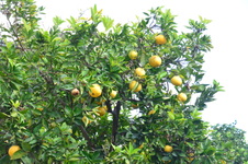 Enlarge photo 122