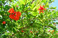 Enlarge photo 195
